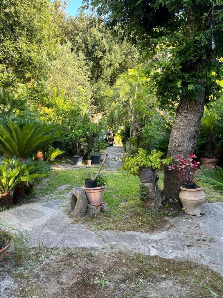 Le Dimore Di Zaro - Green Paradise Forio di Ischia Buitenkant foto