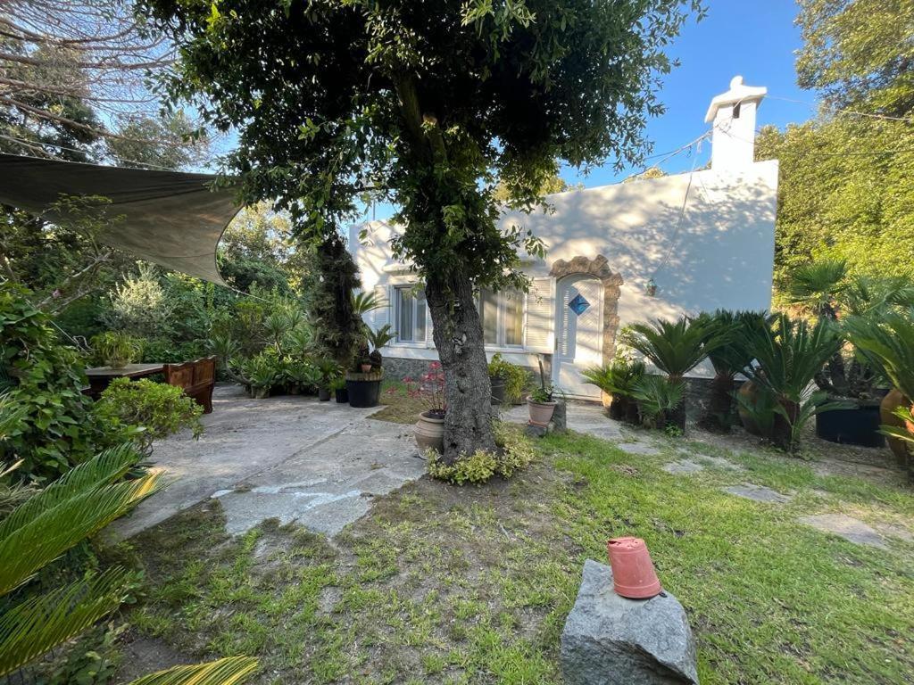 Le Dimore Di Zaro - Green Paradise Forio di Ischia Buitenkant foto